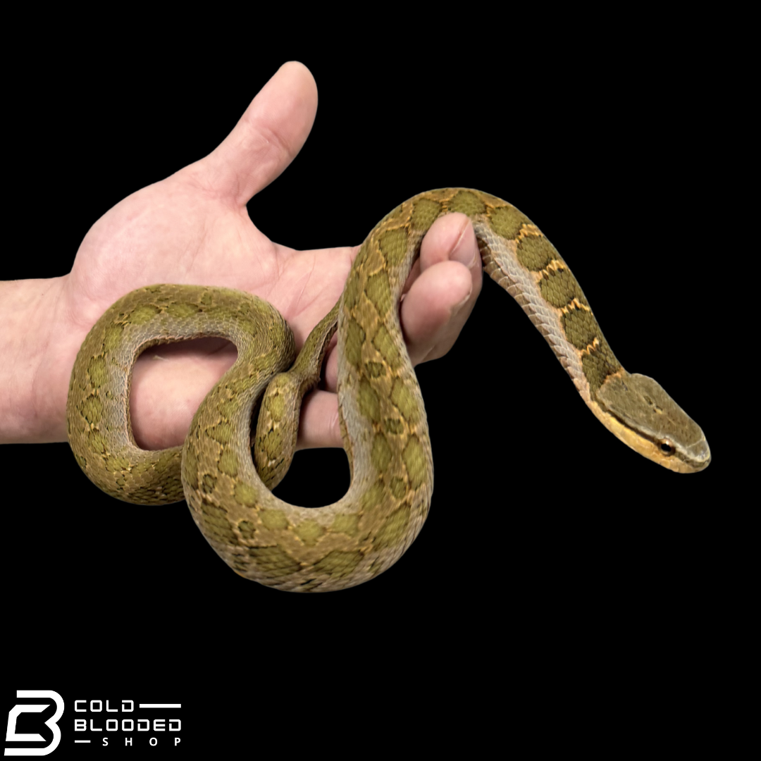 False Habu - Pseudagkistrodon rudis