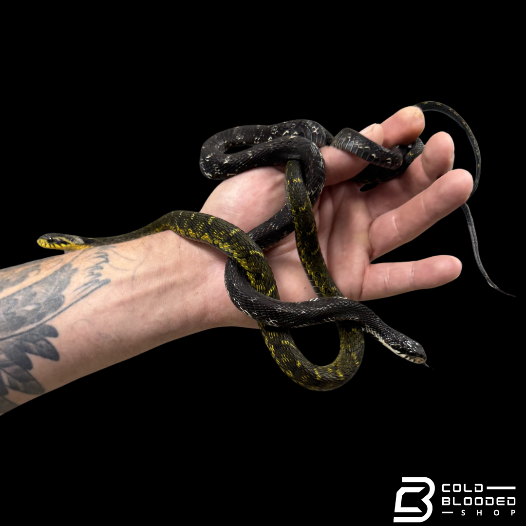 Large-eyed Bamboo Snake Pair - Pseudoxenodon macrops