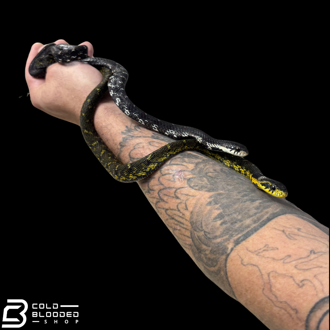 Large-eyed Bamboo Snake Pair - Pseudoxenodon macrops