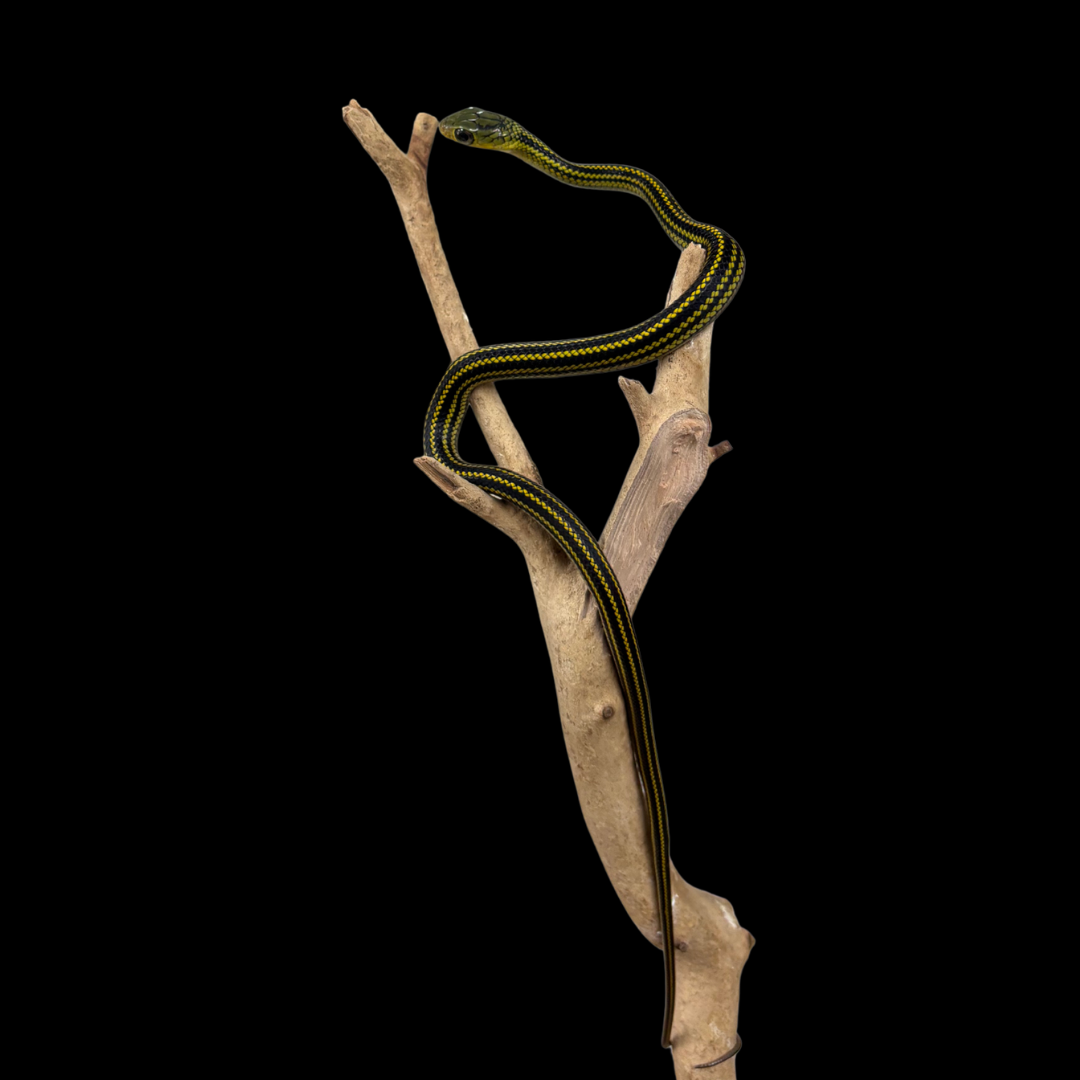 Baby Big Eyed Rat Snakes - Ptyas dhumnades