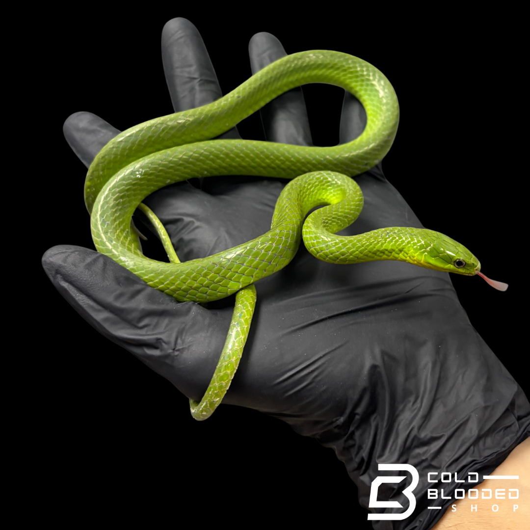 Chinese Green Snake Pairs - Ptyas major