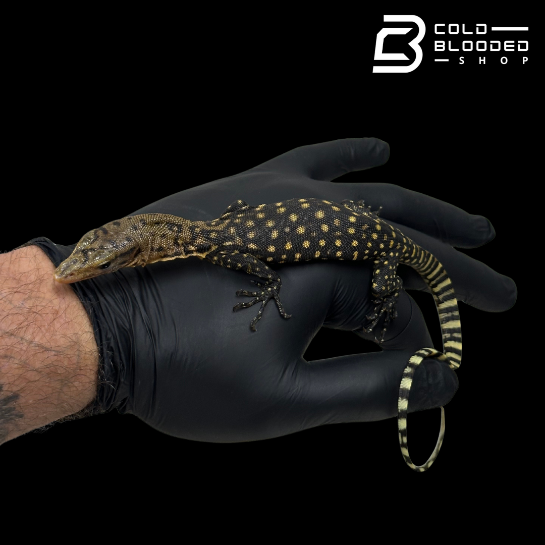 Baby Quince Monitor - Varanus melinus #2