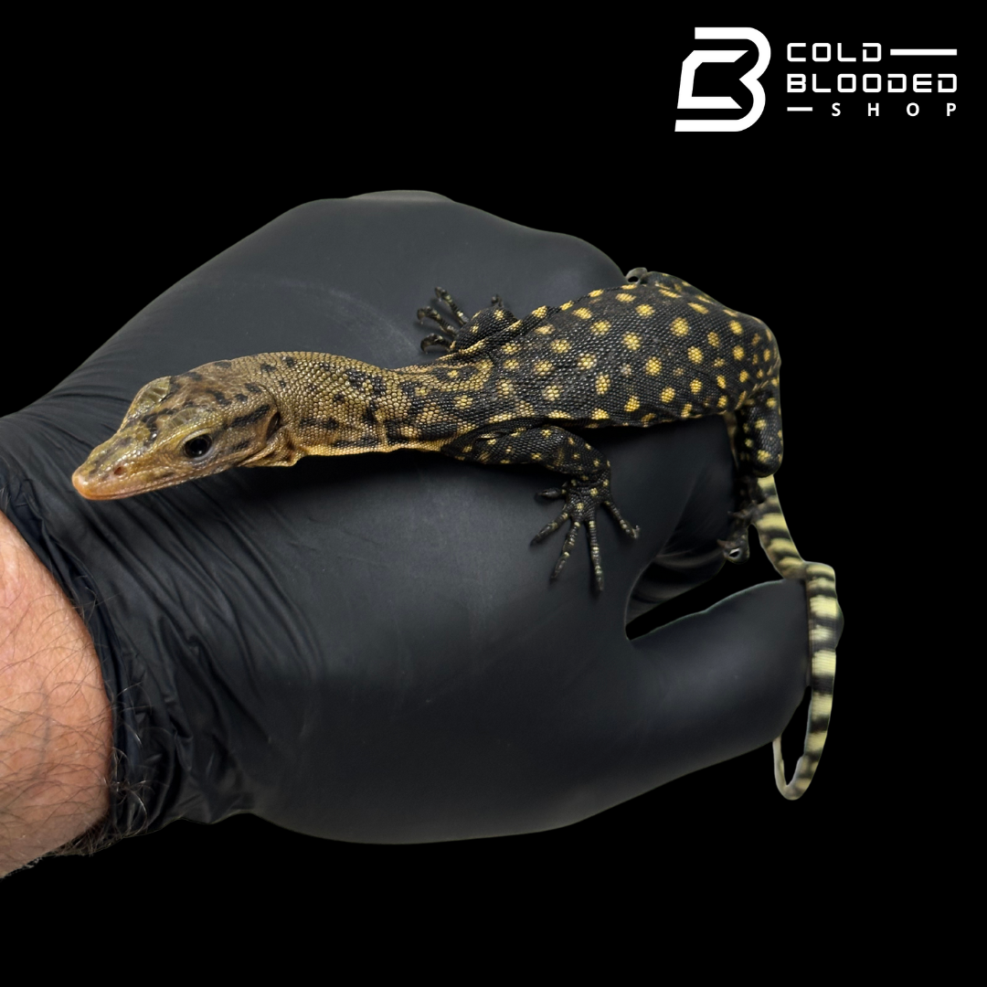 Baby Quince Monitor - Varanus melinus #2