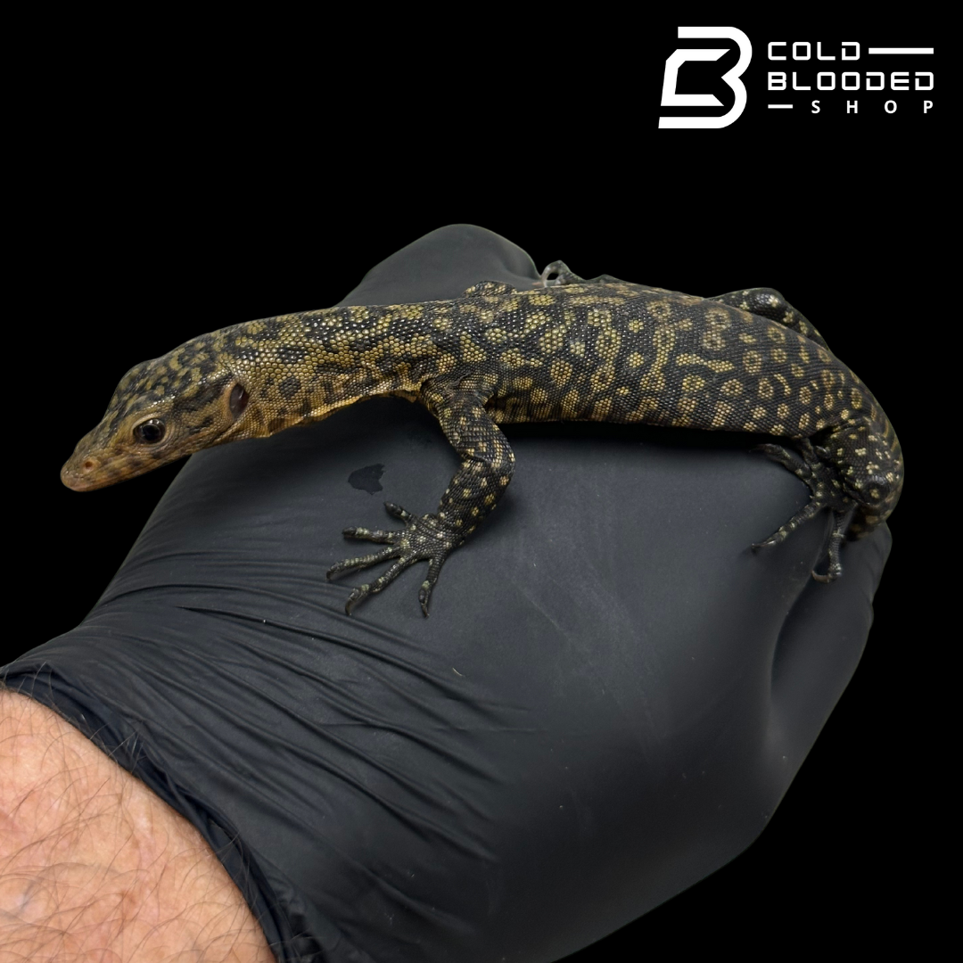 Baby Quince Monitor - Varanus melinus #3