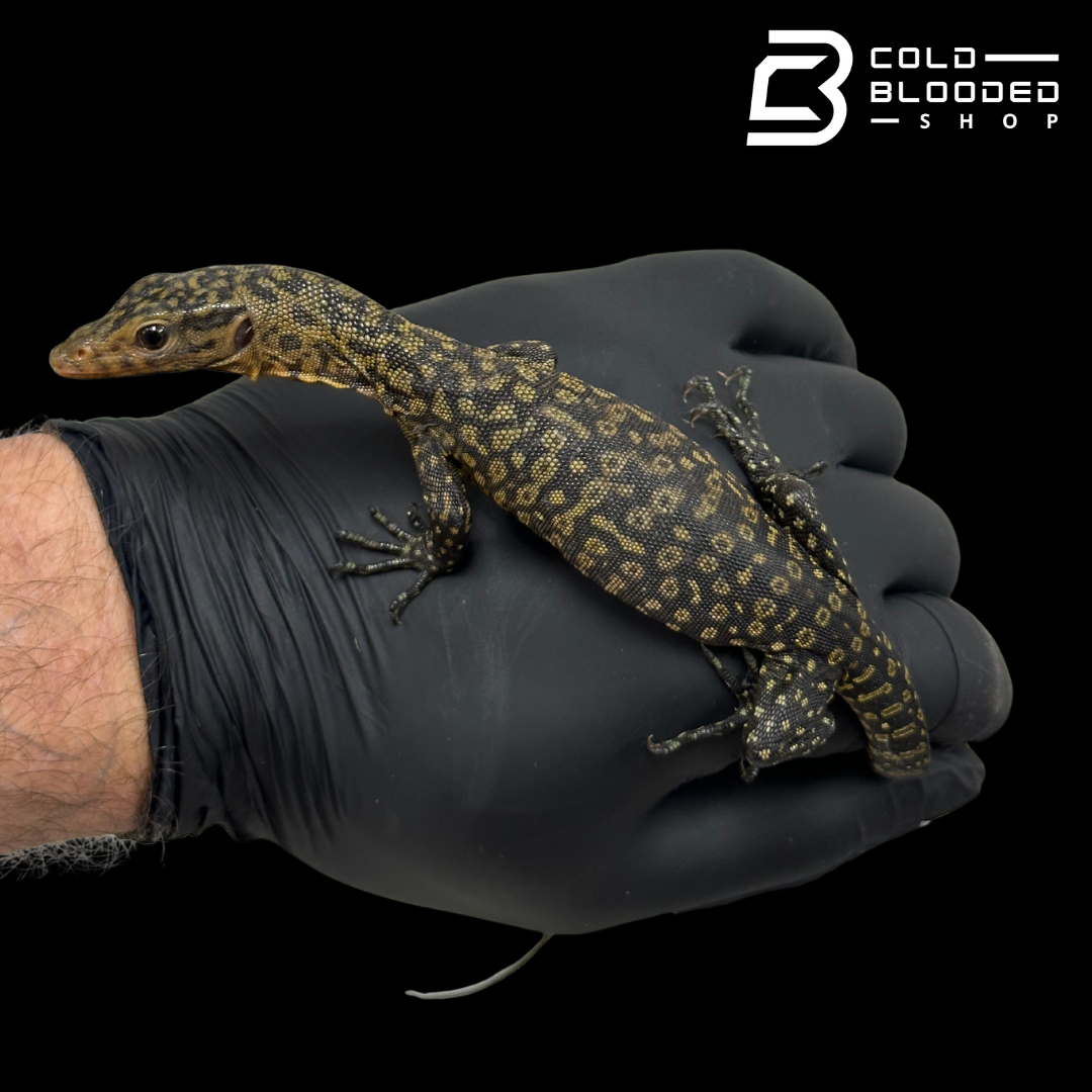 Baby Quince Monitor - Varanus melinus #3