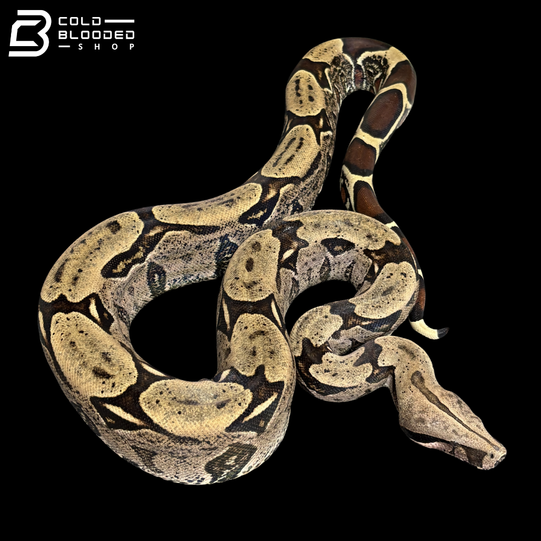 Dark Male Suriname Boa Constrictor - Boa constrictor constrictor