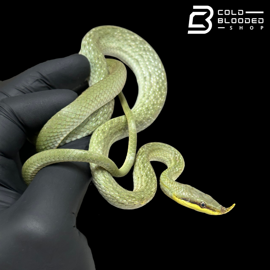 Rhino Rat Snakes - Gonyosoma boulengeri