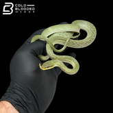 Rhino Rat Snakes - Gonyosoma boulengeri