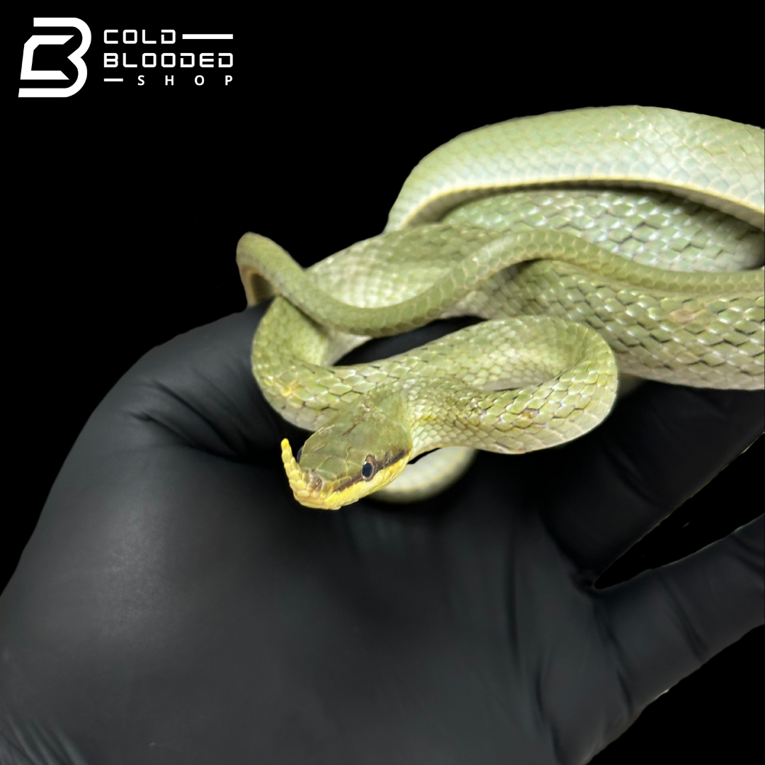 Rhino Rat Snakes - Gonyosoma boulengeri