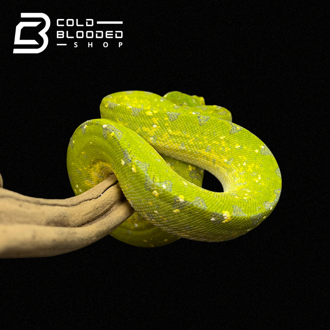 Juvenile Biak Green Tree Python - Cold Blooded Shop
