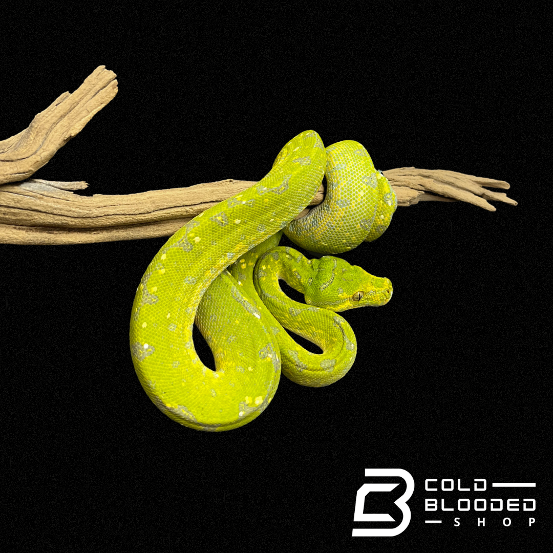 Juvenile Biak Green Tree Python - Cold Blooded Shop
