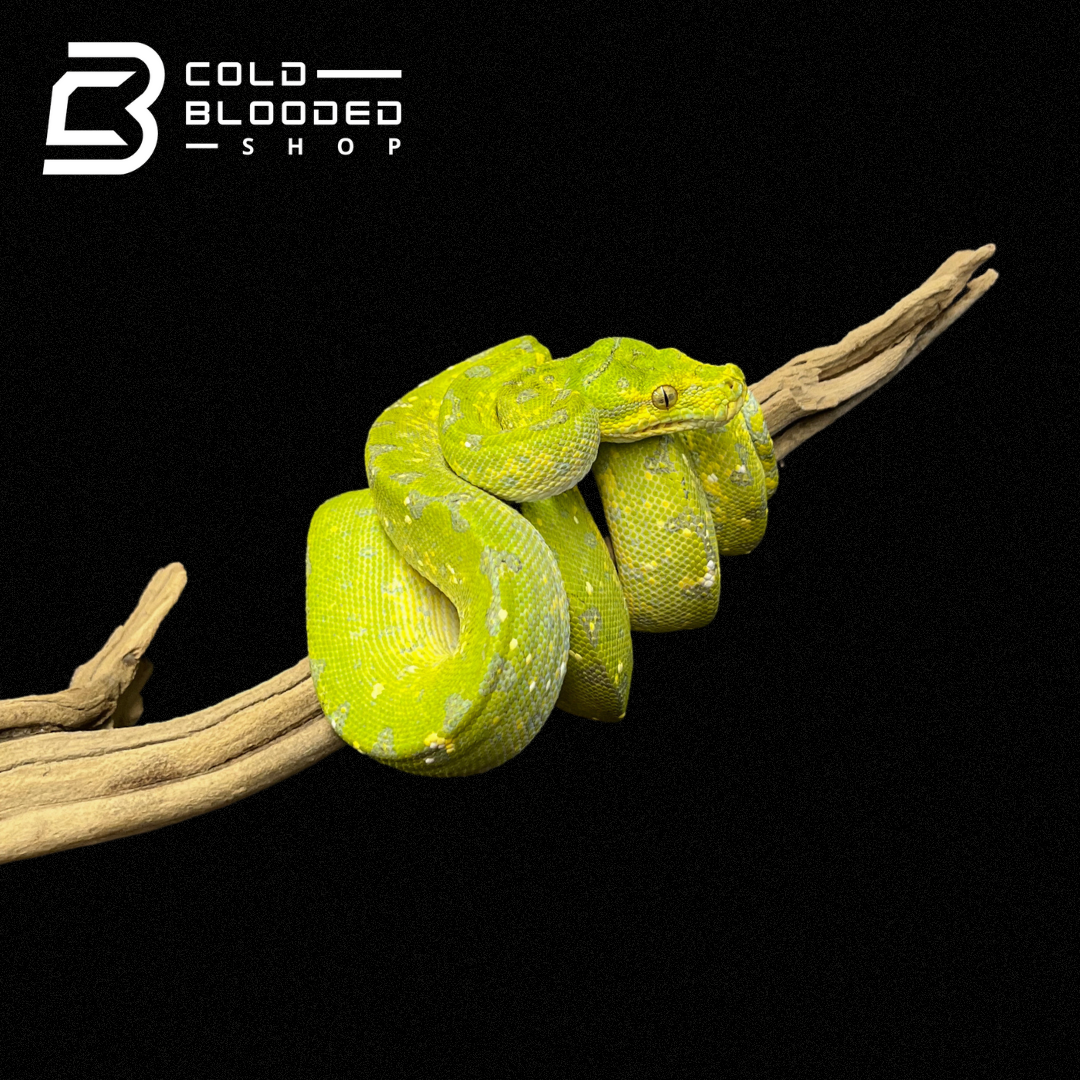 Juvenile Biak Green Tree Python - Cold Blooded Shop