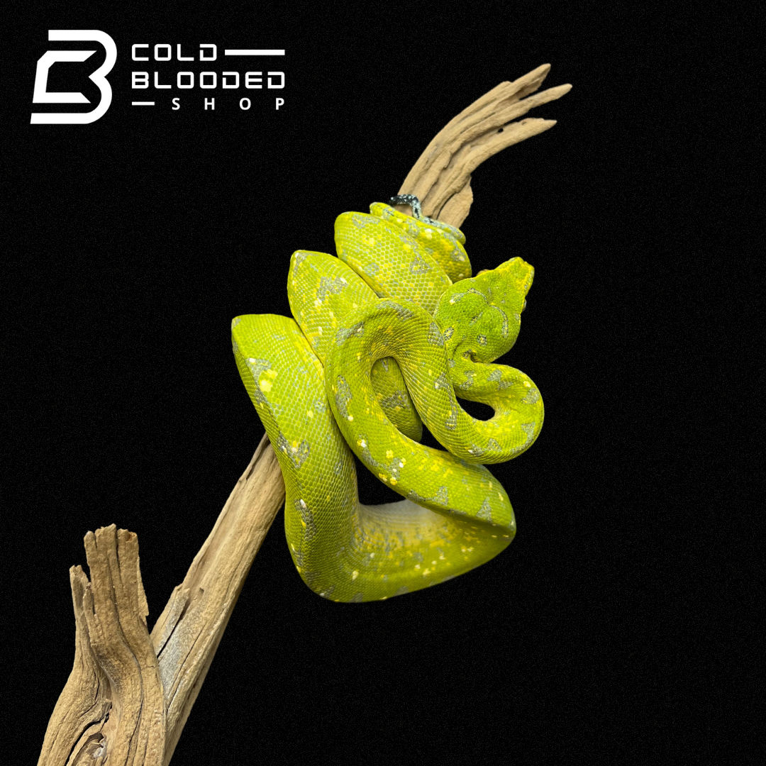 Juvenile Biak Green Tree Python - Cold Blooded Shop