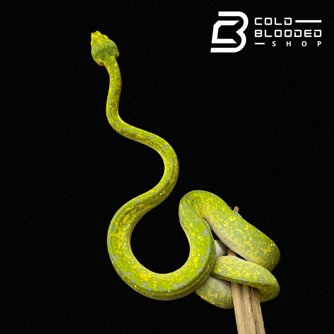 Female Juvenile Biak Green Tree Python - Cold Blooded Shop
