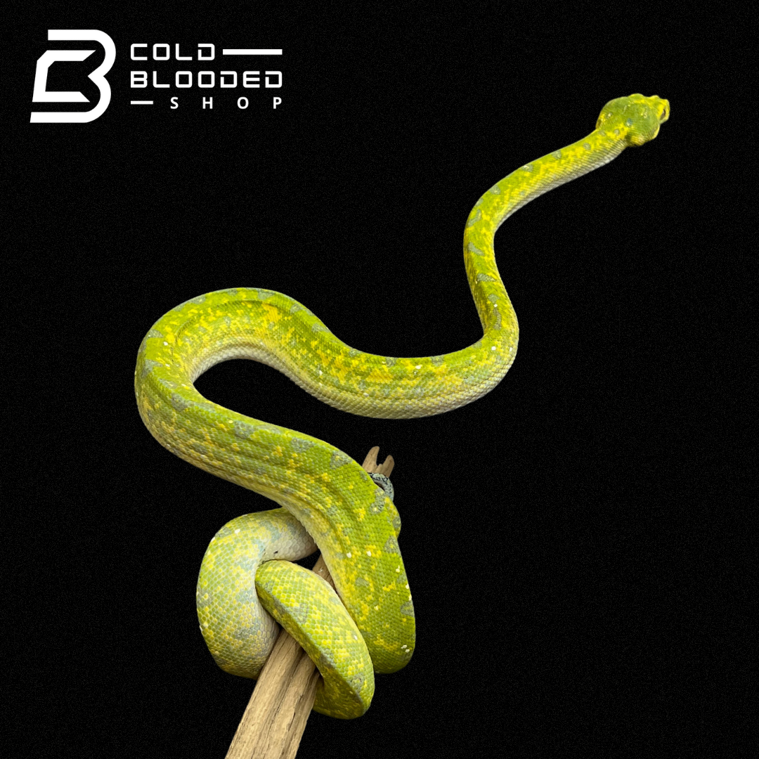 Female Juvenile Biak Green Tree Python - Cold Blooded Shop