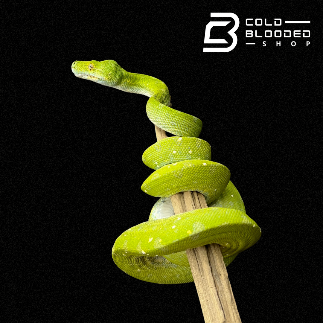 Juvenile Biak Green Tree Python - Cold Blooded Shop