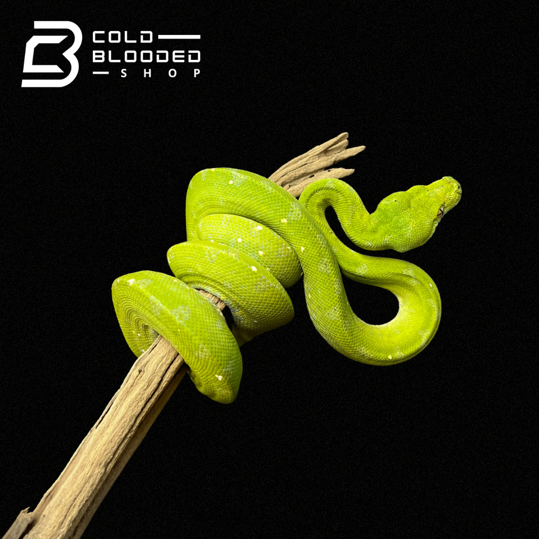 Juvenile Biak Green Tree Python - Cold Blooded Shop