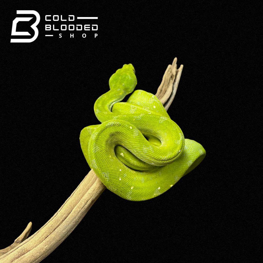 Juvenile Biak Green Tree Python - Cold Blooded Shop