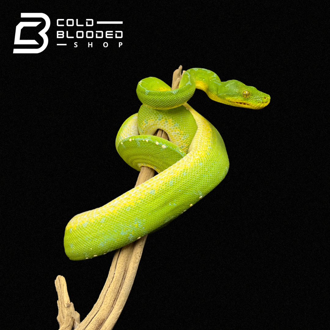 Male Juvenile Green Tree Python - Cold Blooded Shop