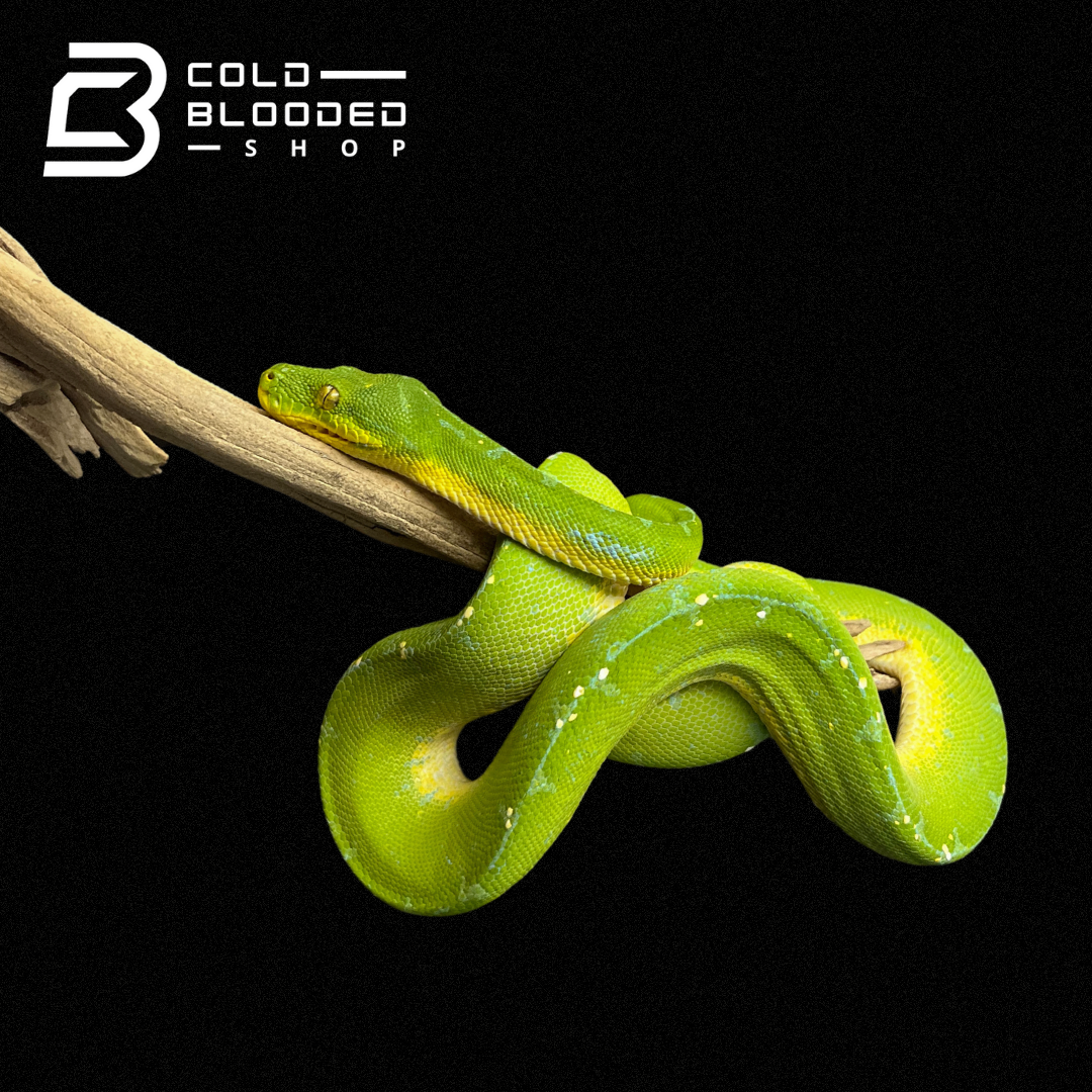 Male Juvenile Green Tree Python - Cold Blooded Shop