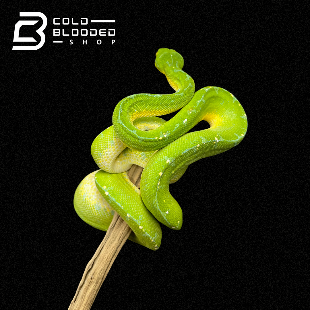 green python snake plant Male Juvenile Green Tree Python