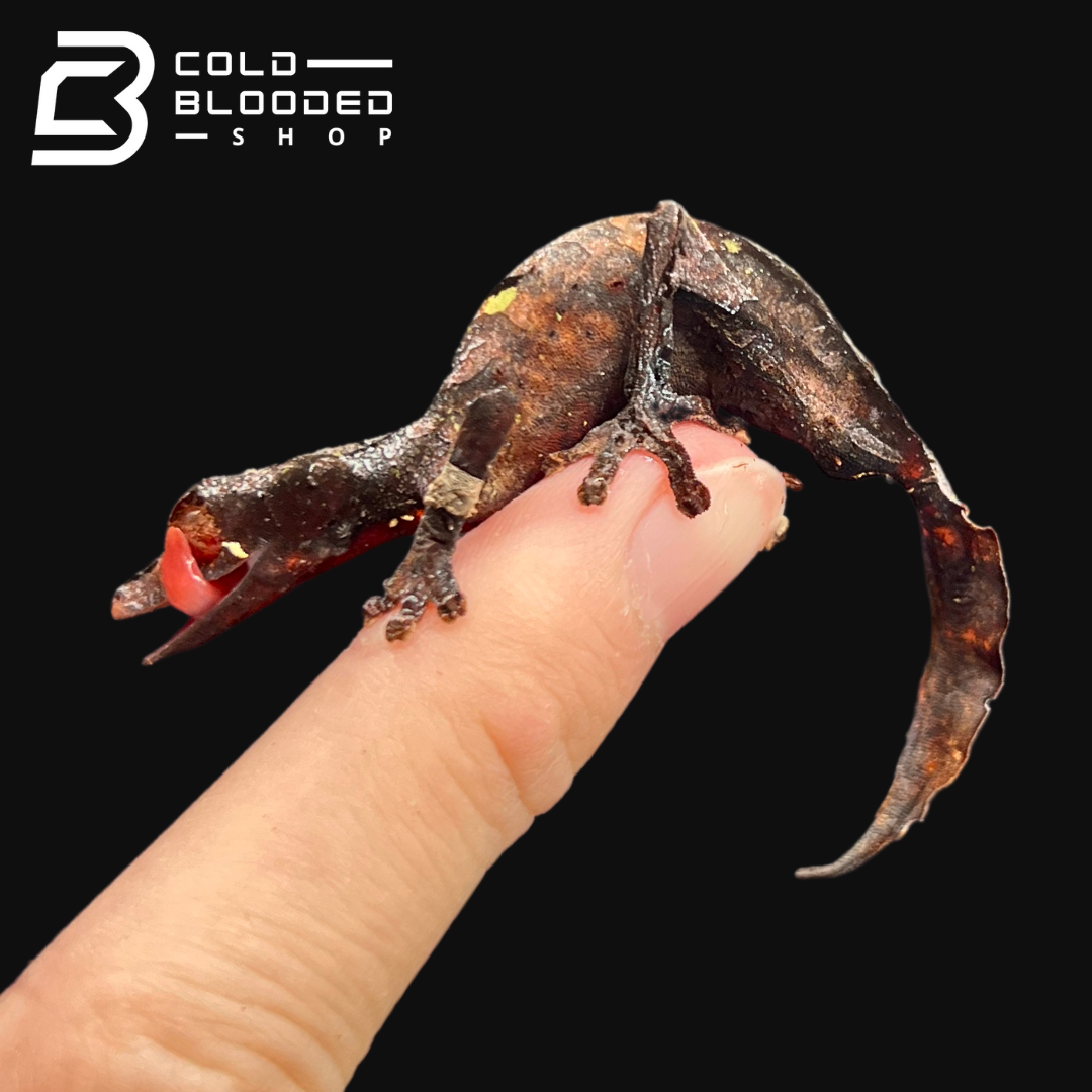 Male Satanic Leaf-tailed Gecko - Uroplatus phantasticus - Cold Blooded Shop