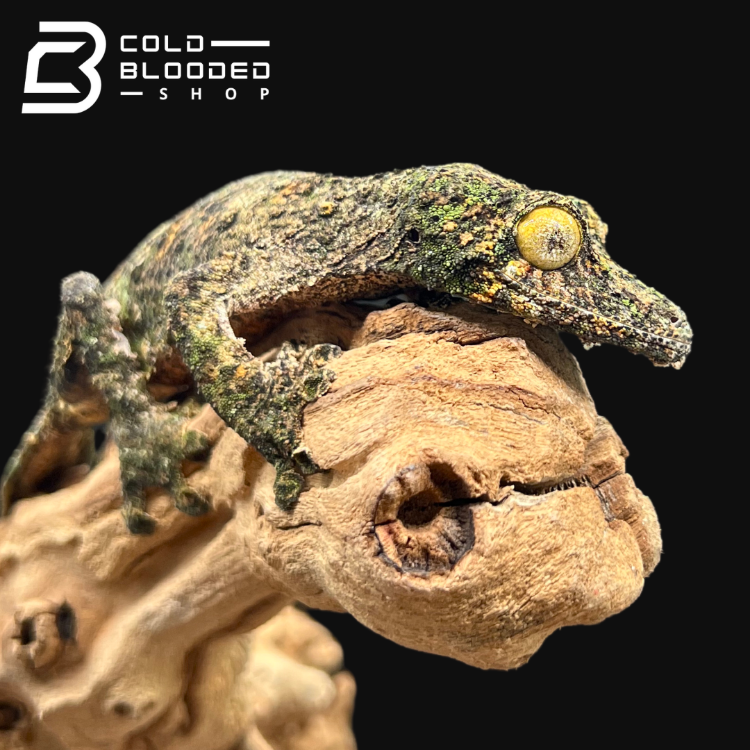 Female Mossy Leaf-tailed Gecko - Uroplatus sikorae - Cold Blooded Shop