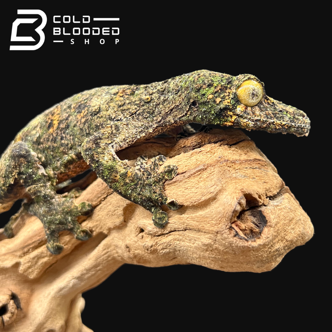 Female Mossy Leaf-tailed Gecko - Uroplatus sikorae - Cold Blooded Shop