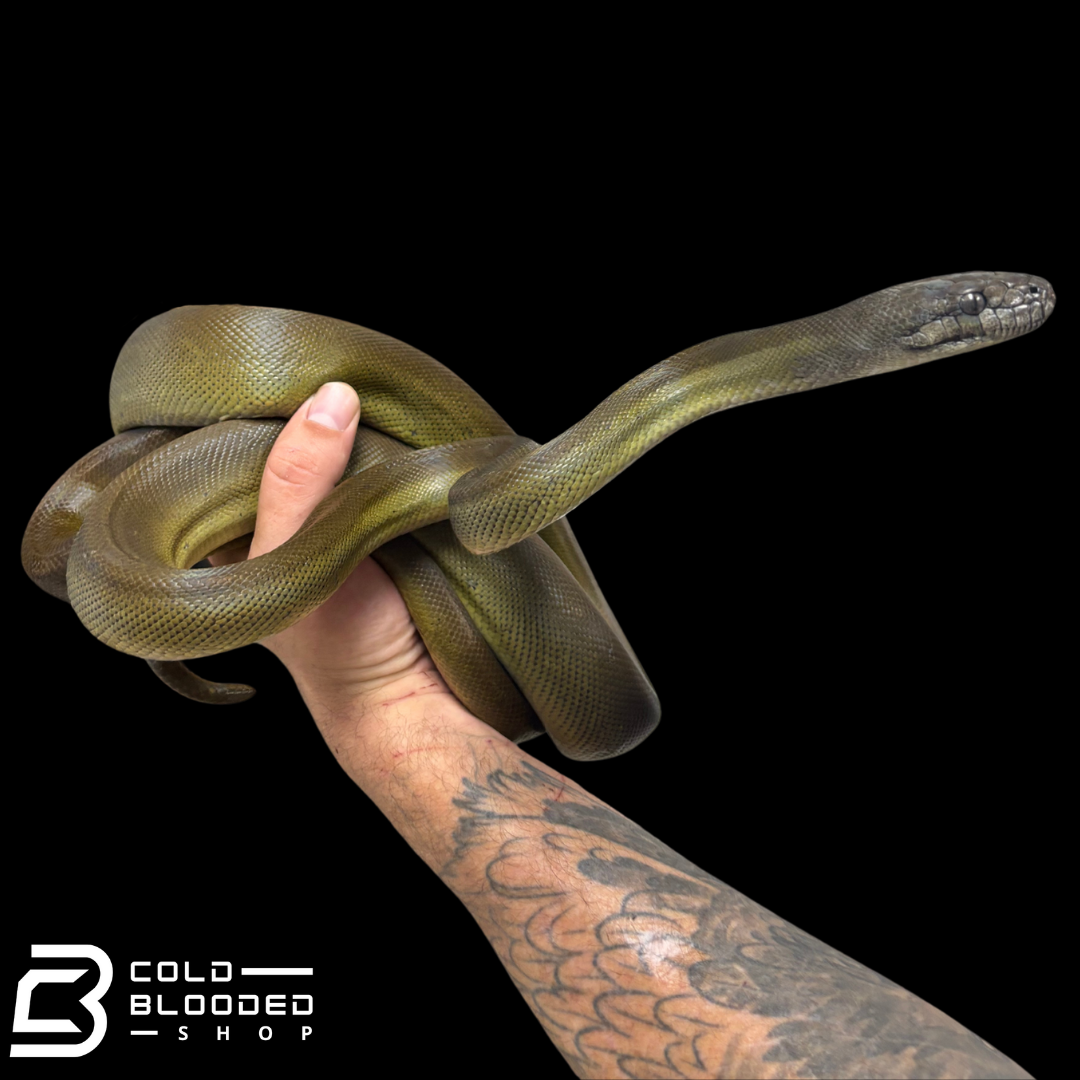 Young female Papuan Olive Python -Apodora papuana