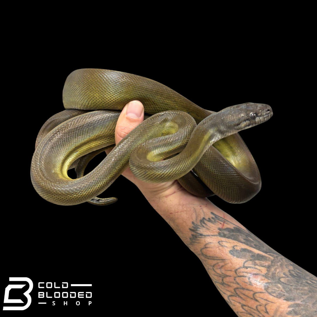Young female Papuan Olive Python -Apodora papuana
