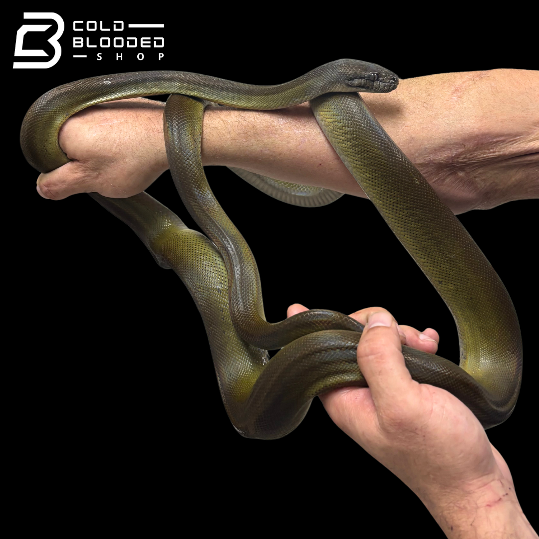 Young female Papuan Olive Python -Apodora papuana