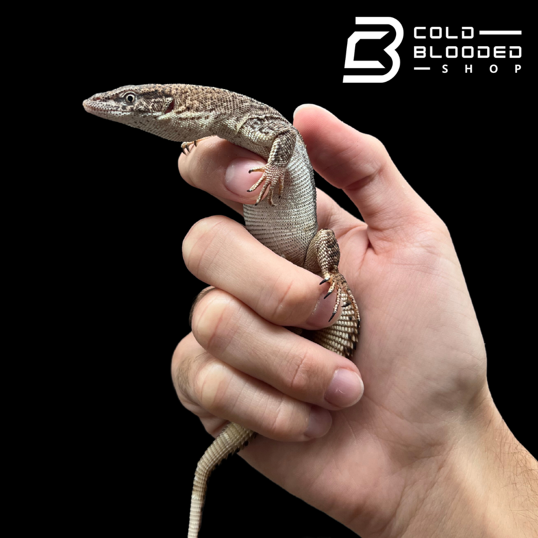 Baby/Juvenile Storr's monitor - Varanus storri - Cold Blooded Shop