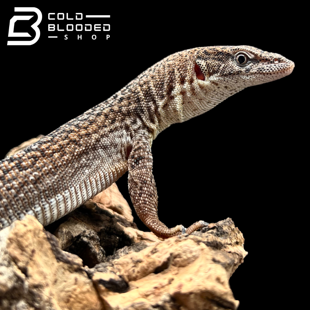 Baby/Juvenile Storr's monitor - Varanus storri - Cold Blooded Shop