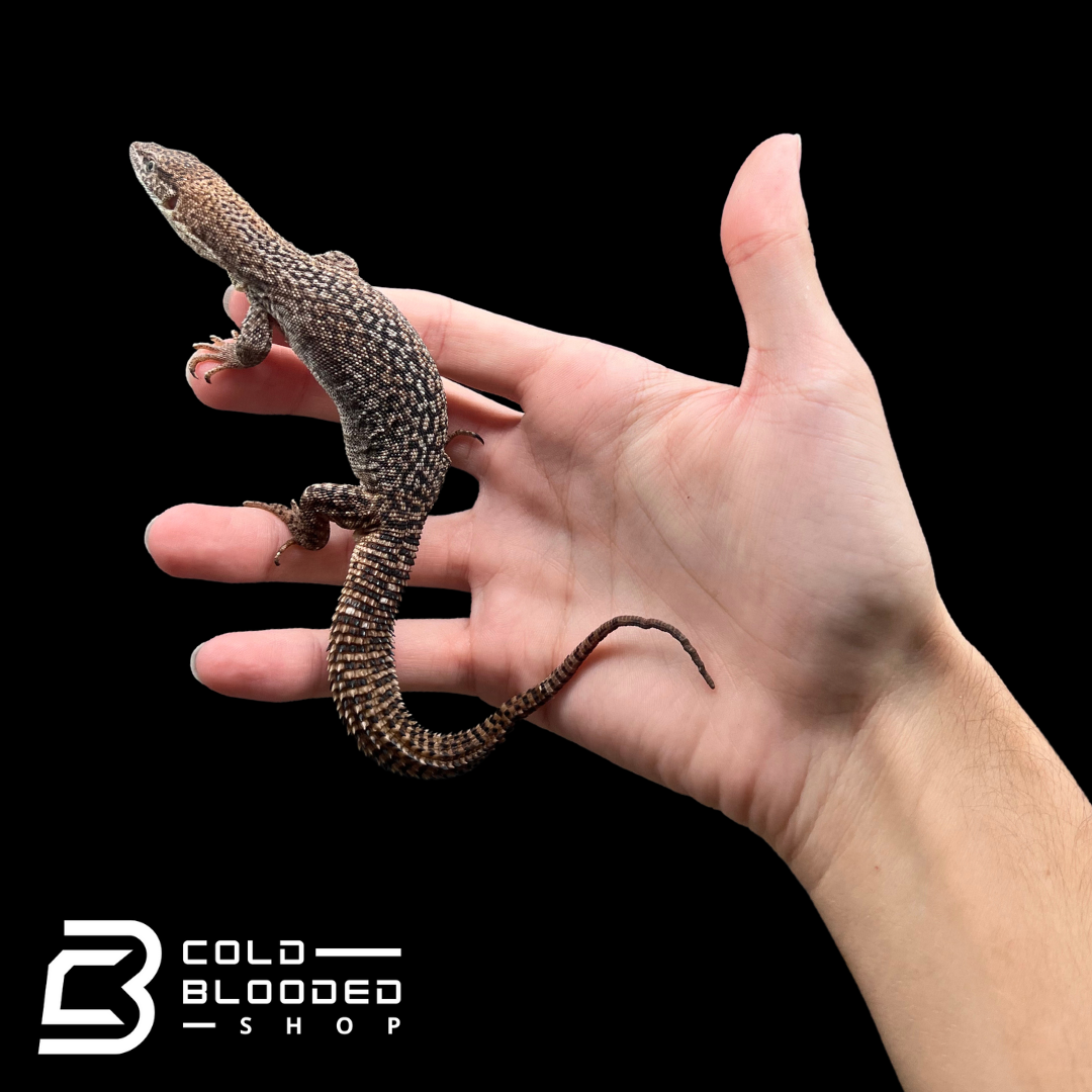 Baby/Juvenile Storr's monitor - Varanus storri - Cold Blooded Shop