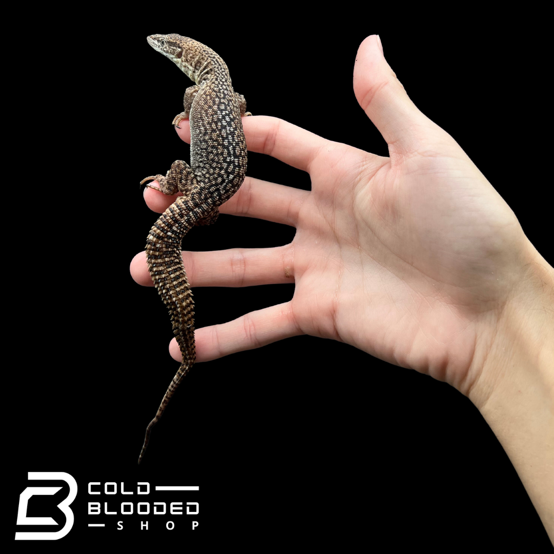 Baby/Juvenile Storr's monitor - Varanus storri - Cold Blooded Shop