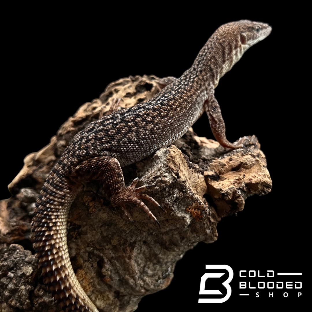 Baby/Juvenile Storr's monitor - Varanus storri - Cold Blooded Shop