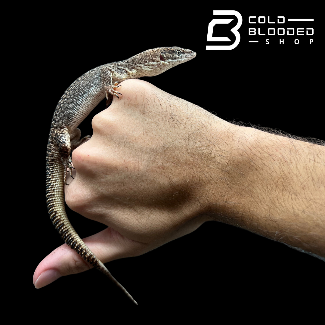 Baby/Juvenile Storr's monitor - Varanus storri - Cold Blooded Shop