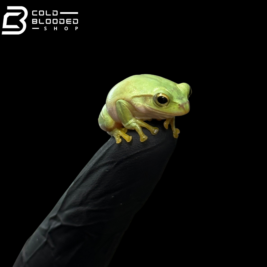 Japanese gliding frog "Kyoto Local" - Zhangixalus schlegelii