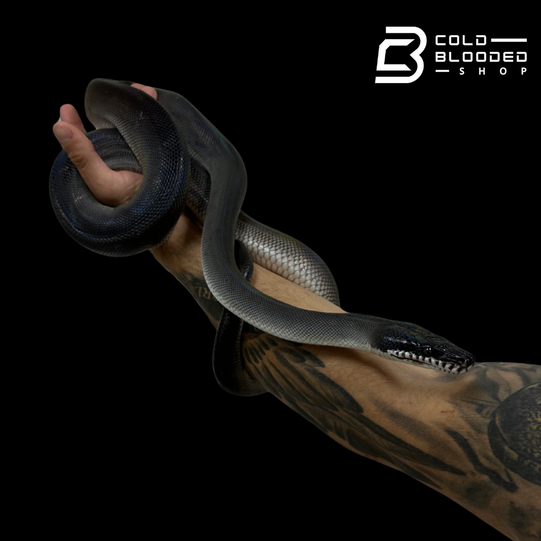 Southern White Lipped Pythons - Bothrochilus meridionalis