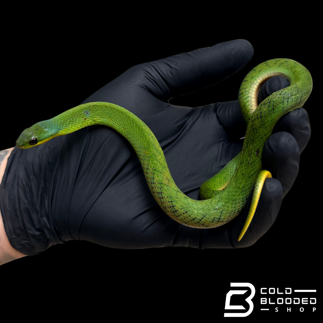 Velvet Swamp Snake - Erythrolamprus typhlus