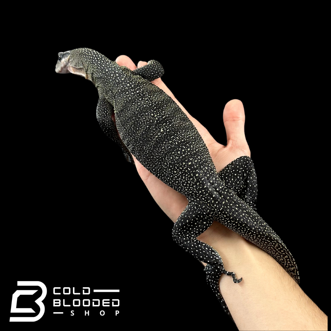 Sub-Adult Peach-throated Monitor - Varanus jobiensis