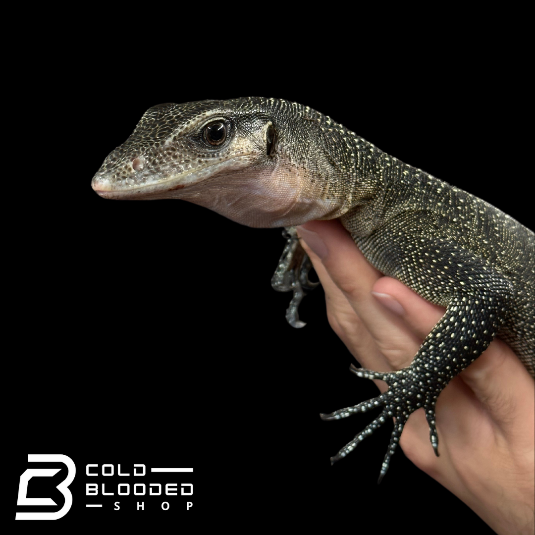 Sub-Adult Peach-throated Monitor - Varanus jobiensis