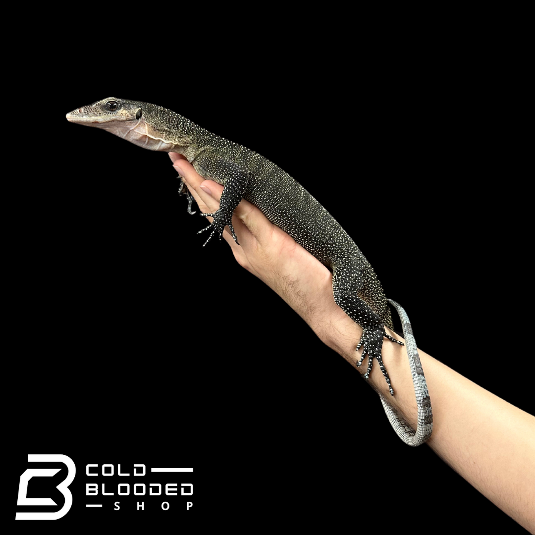 Sub-Adult Peach-throated Monitor - Varanus jobiensis