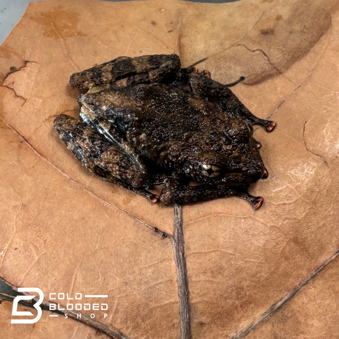 Spiny Warty Frogs - Theloderma horridum