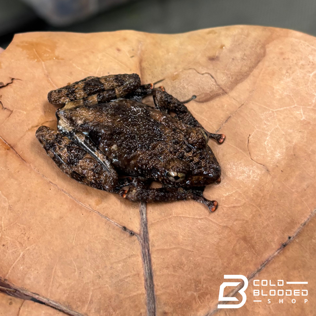 Spiny Warty Frogs - Theloderma horridum