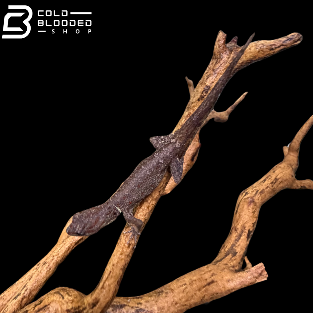 Bridled Forest Gecko Pairs - Gonatodes Humeralis