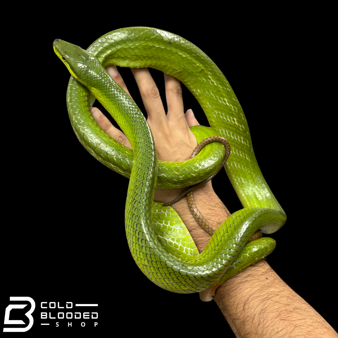 VIETNAM Local Female Red-tailed Green Rat Snake - Gonyosoma oxycephalum