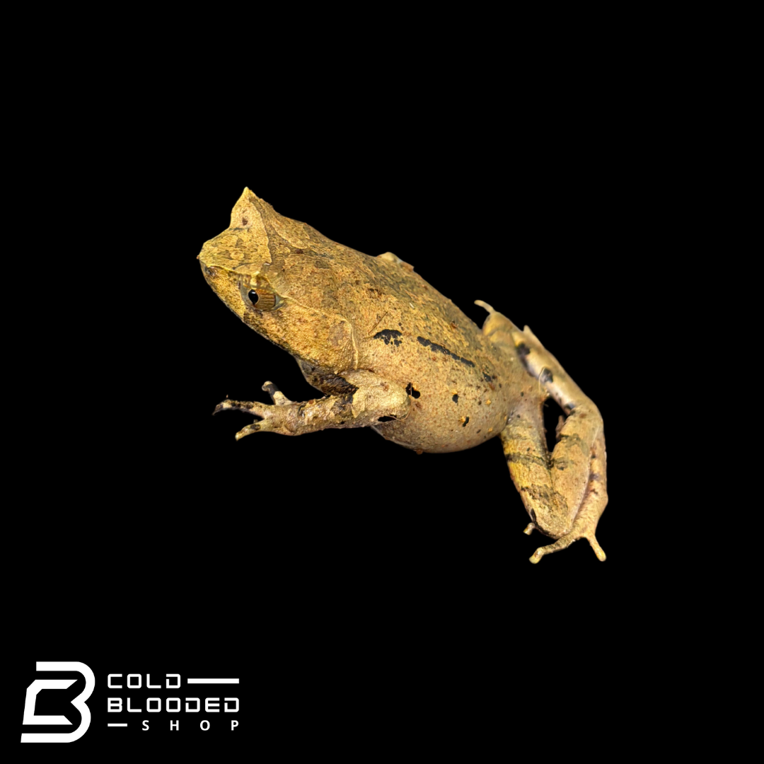 Perak Horned Toad - Xenophrys aceras