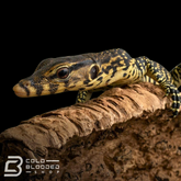 Monitor de agua asiático para bebés