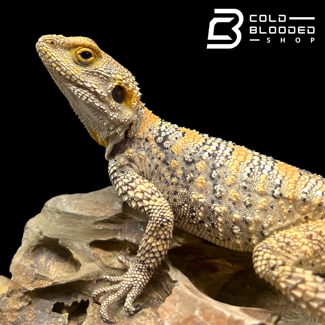 Painted Agamas - Laudakia stellio brachydactyla